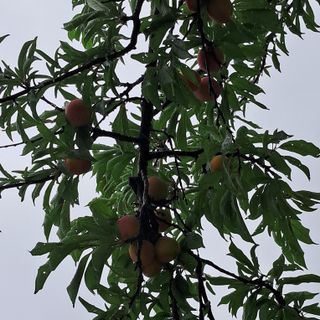 bpjh9173님의 🍉여름을 나는 방법 · 참여글 작성글 사진