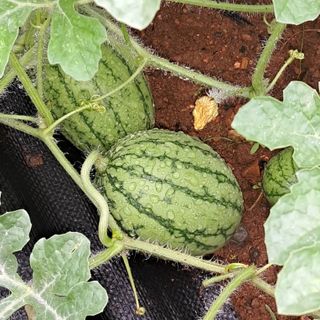 bpjh9173님의 🍉여름을 나는 방법 · 참여글 작성글 사진