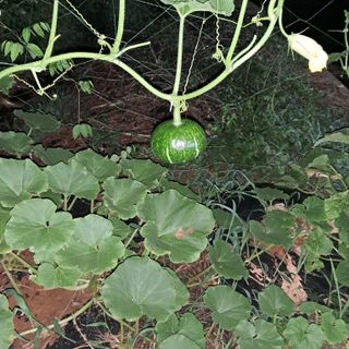 bpjh9173님의 🍉여름을 나는 방법 · 참여글 작성글 사진