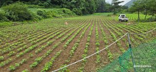 황둔얼렁뚱땅체리농부님의 콩 · 자유게시판 작성글 사진