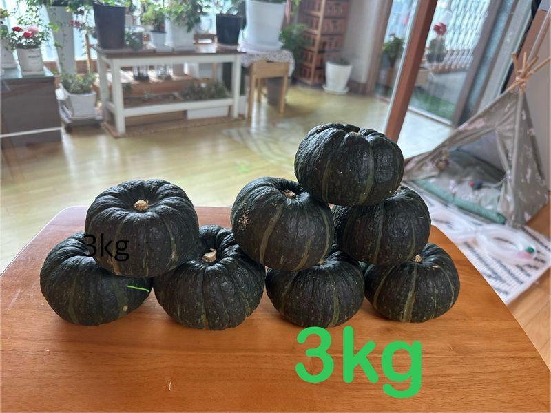 오대환님의 장터 판매 상품 [미니단호박 보우짱 2kg] 첨부 사진