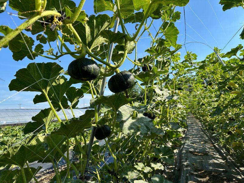 오대환님의 장터 판매 상품 [미니단호박 보우짱 2kg] 첨부 사진