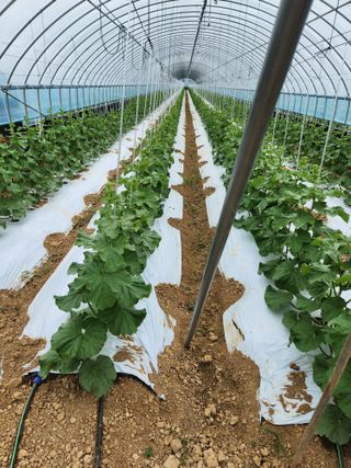 김저팔계님의 기타작물 · 영농일지 작성글 사진