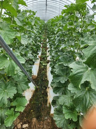 김저팔계님의 기타작물 · 영농일지 작성글 사진