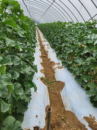 김저팔계님의 기타작물 · 영농일지 작성글 사진