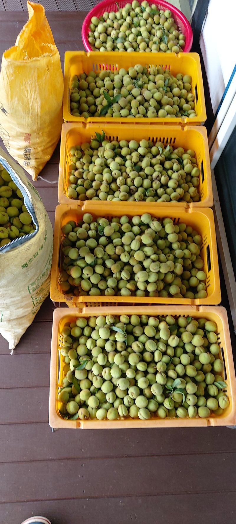 장터 상품 [개복숭아10kg] 썸네일