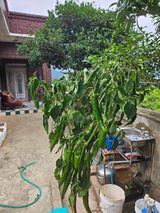 팜모닝 고추·병해충상담 게시글 이미지