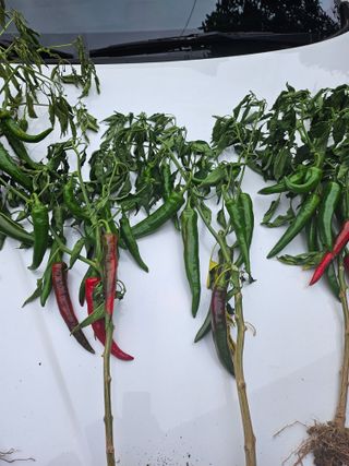 김은숙님의 고추 · 병해충상담 작성글 사진