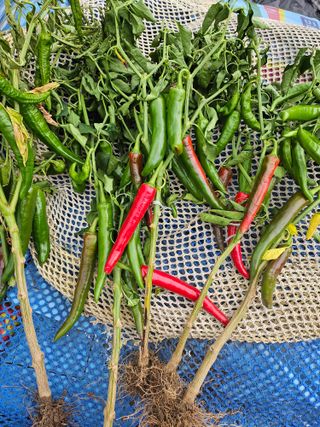 김은숙님의 고추 · 병해충상담 작성글 사진