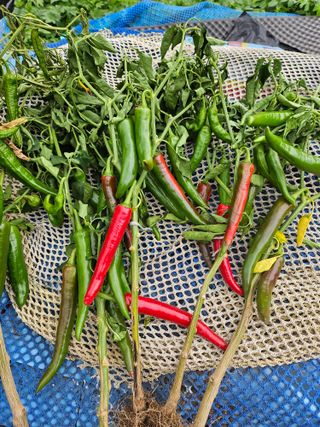 김은숙님의 고추 · 병해충상담 작성글 사진