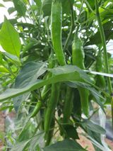 팜모닝 자유주제·자유게시판 게시글 이미지