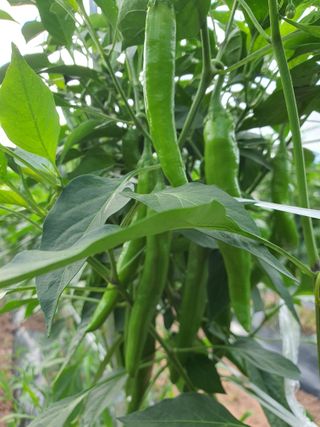 김영복님의 자유주제 · 자유게시판 작성글 사진