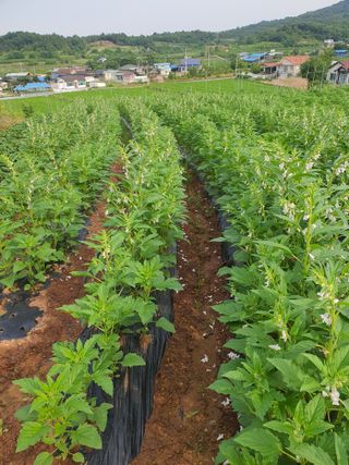 김영복님의 자유주제 · 자유게시판 작성글 사진