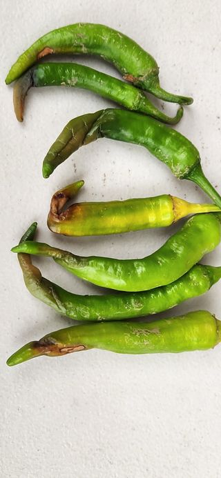 병아리농사꾼님의 고추 · 병해충상담 작성글 사진