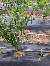 팜모닝 고추·병해충상담 게시글 이미지