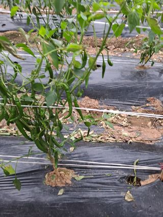 승진엄마님의 고추 · 병해충상담 작성글 사진