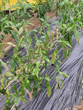 승진엄마님의 고추 · 병해충상담 작성글 사진