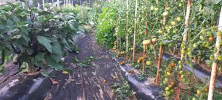 송암농부님의 고추 · 영농일지 작성글 사진