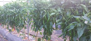 송암농부님의 고추 · 영농일지 작성글 사진