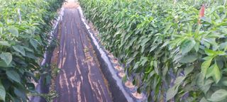 송암농부님의 고추 · 영농일지 작성글 사진