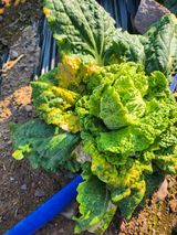 팜모닝 배추·병해충상담 게시글 이미지