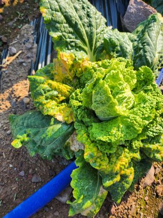 ~^^~님의 배추 · 병해충상담 작성글 사진