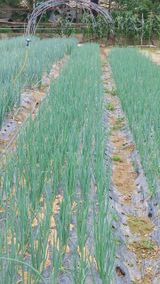 팜모닝 자유주제·자유게시판 게시글 이미지