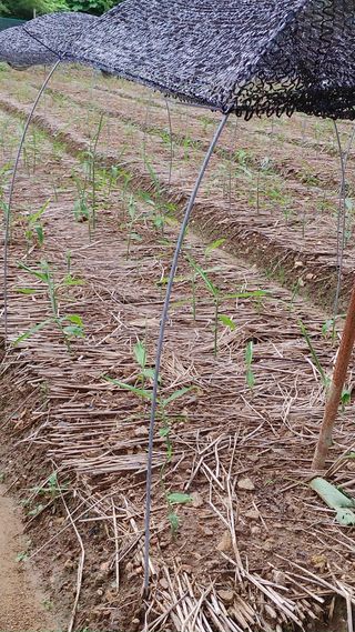 엉뚱한농사꾼임경섭님의 자유주제 · 자유게시판 작성글 사진