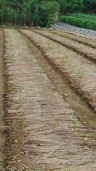 엉뚱한농사꾼임경섭님의 자유주제 · 자유게시판 작성글 사진