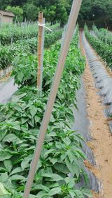 팜모닝 자유주제·자유게시판 게시글 이미지