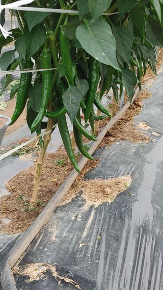 엉뚱한농사꾼임경섭님의 자유주제 · 자유게시판 작성글 사진