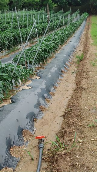 엉뚱한농사꾼임경섭님의 자유주제 · 자유게시판 작성글 사진