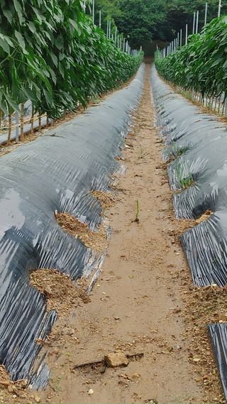 엉뚱한농사꾼임경섭님의 자유주제 · 자유게시판 작성글 사진