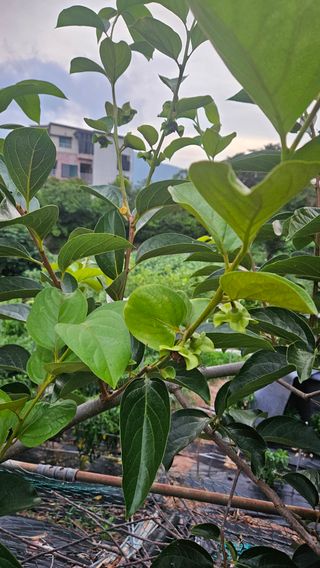 영이님의 농사, 무엇이든 물어보세요! · 참여글 작성글 사진