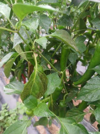 알 수 없음님의 고추 · 병해충상담 작성글 사진