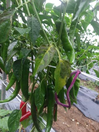 알 수 없음님의 고추 · 병해충상담 작성글 사진