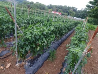 알 수 없음님의 고추 · 병해충상담 작성글 사진