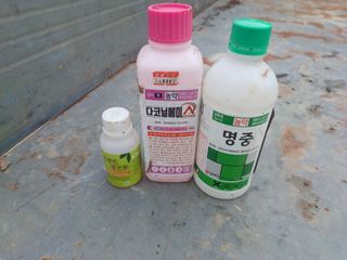 알 수 없음님의 고추 · 병해충상담 작성글 사진