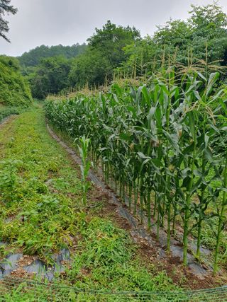 이상준님의 옥수수 · 영농일지 작성글 사진