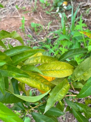 옥수수26905님의 복숭아 · 병해충상담 작성글 사진