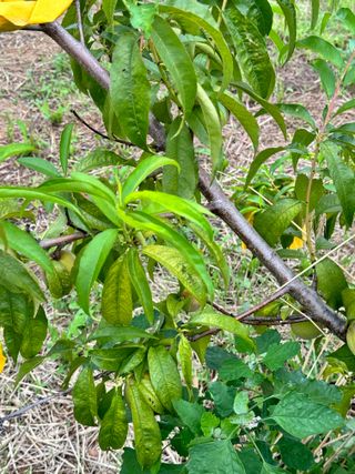 옥수수26905님의 복숭아 · 병해충상담 작성글 사진