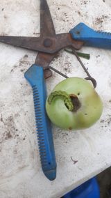 팜모닝 토마토·병해충상담 게시글 이미지