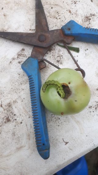 조세연님의 토마토 · 병해충상담 작성글 사진