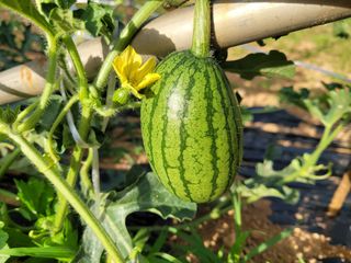 가야산아낙님의 자유주제 · 자유게시판 작성글 사진