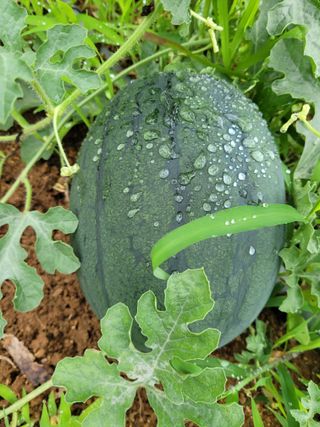 가야산아낙님의 자유주제 · 자유게시판 작성글 사진