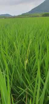 팜모닝 벼·자유게시판 게시글 이미지