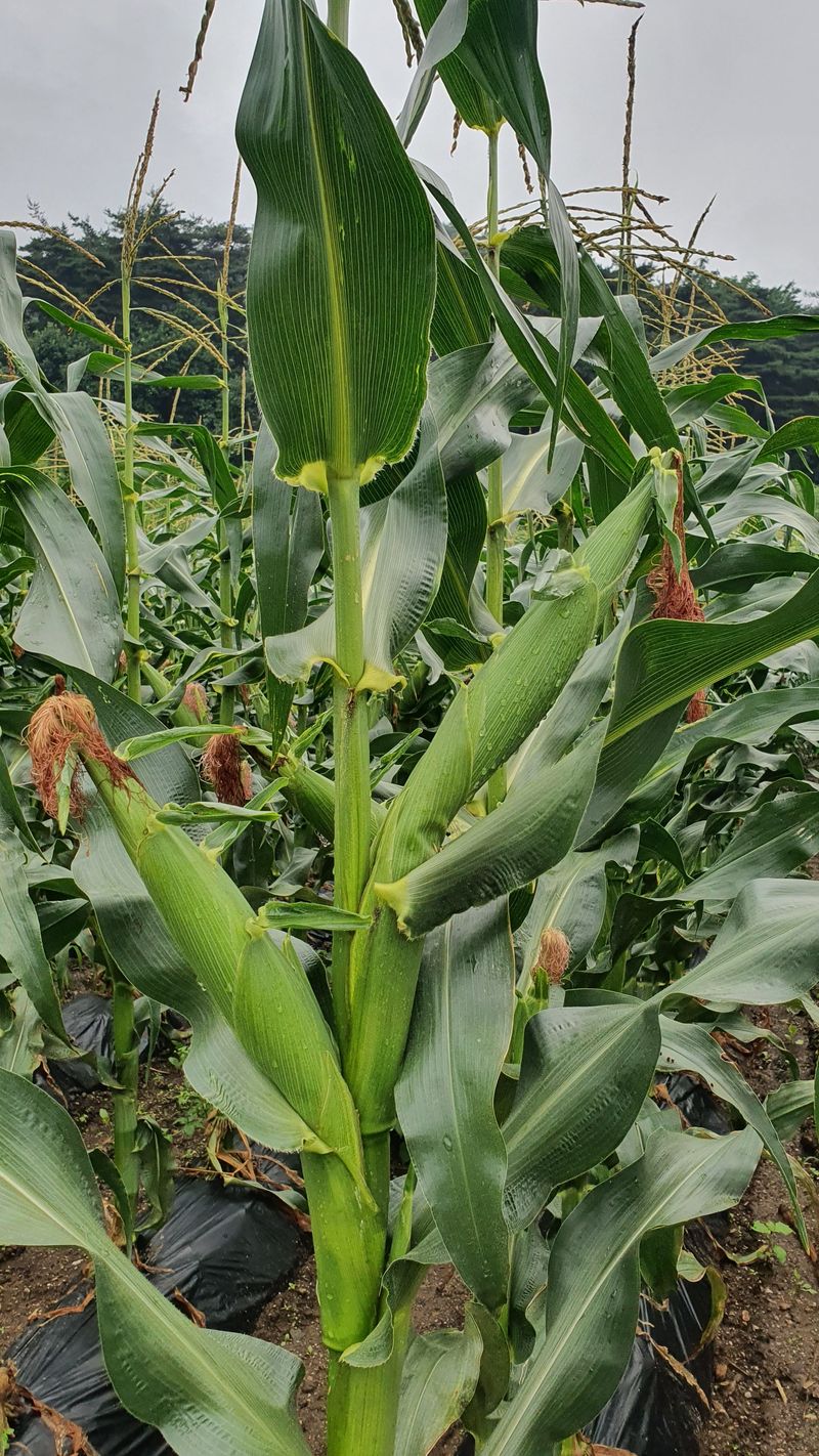 장터 상품 [강원도 미백2호 찰옥수수50개] 썸네일