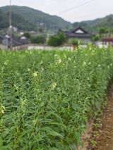 팜모닝 자유주제·자유게시판 게시글 이미지