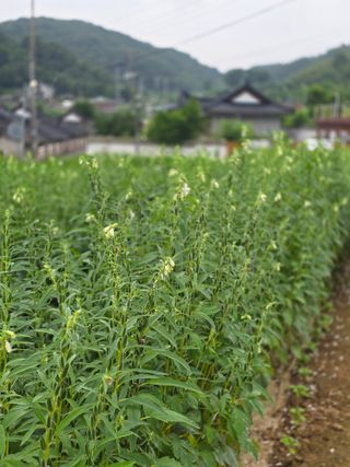 구슬땀님의 자유주제 · 자유게시판 작성글 사진