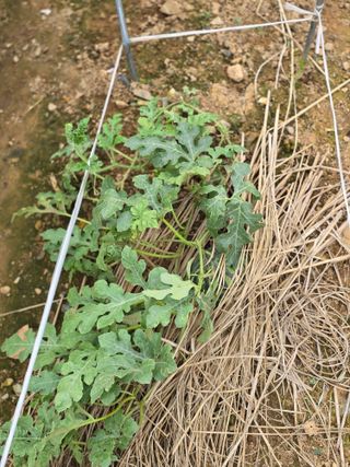 구슬땀님의 자유주제 · 자유게시판 작성글 사진